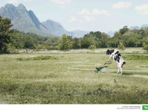 Ảnh quảng cáo ngộ nghĩnh của động vật