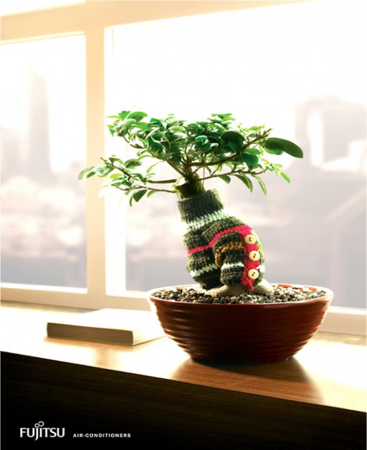 Mặc áo cho Bonsai Mặc áo cho Bonsai