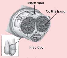 benh dau duong vat