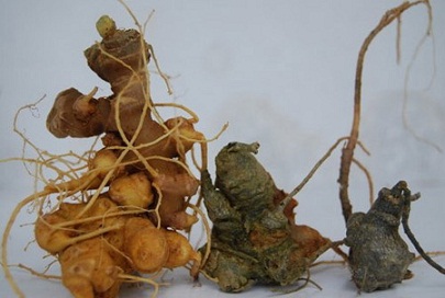 tac-dung-tuyet-voi-cua-nhan-sam-viet-nam