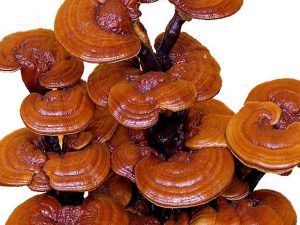 Thảo dược tươi nguyên chất, đảm bảo chất lượng