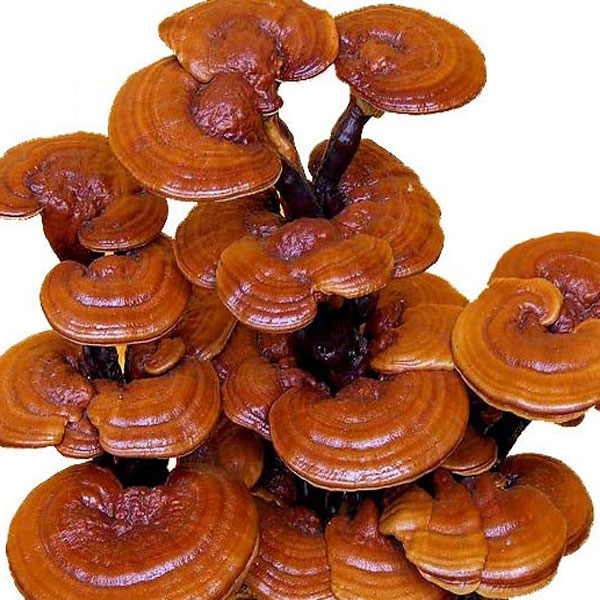 Nấm rừng